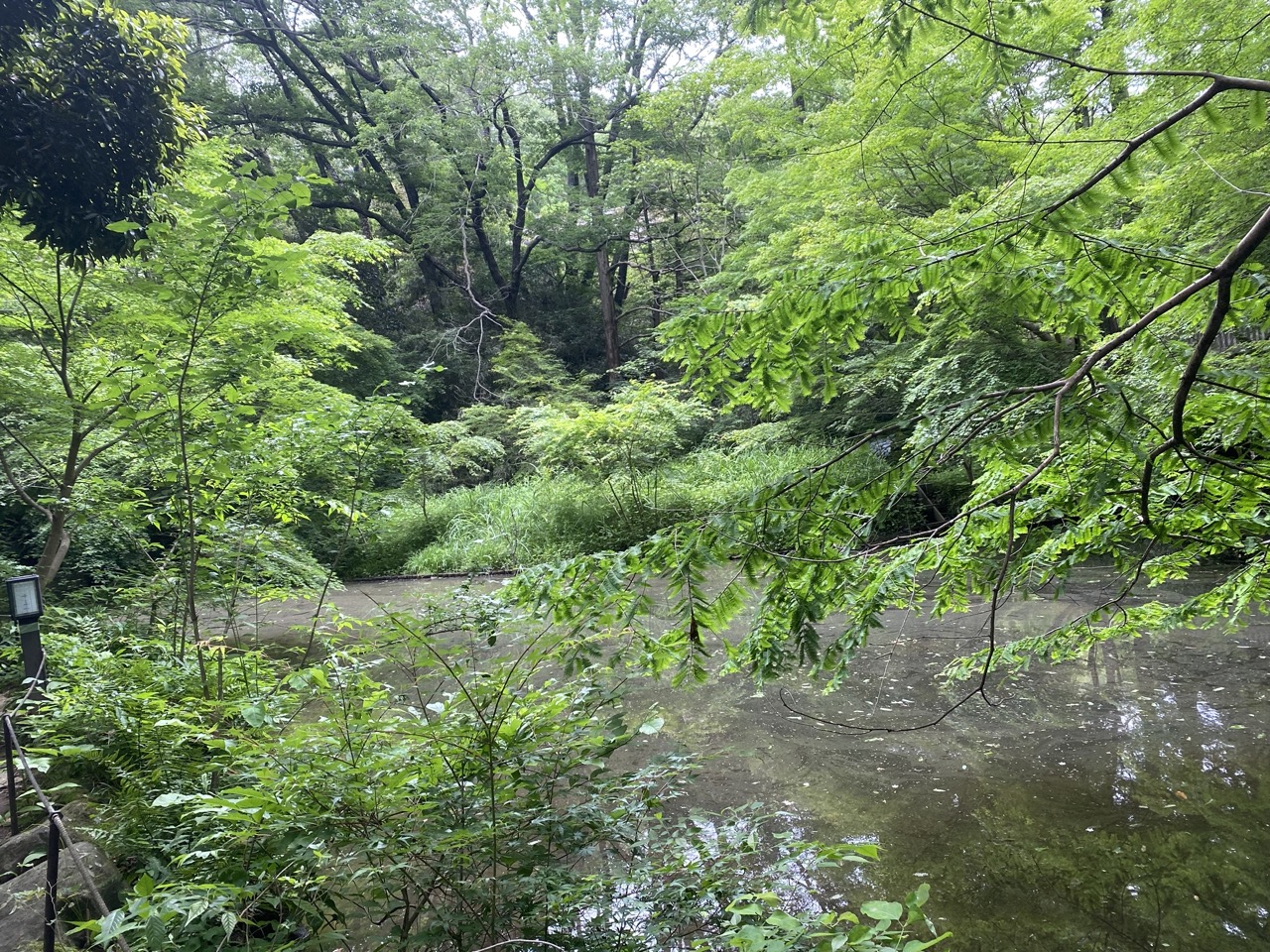 生田緑地で森林浴を案内しました